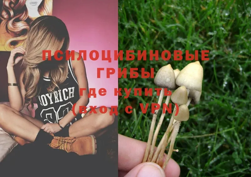 Галлюциногенные грибы Psilocybe  MEGA зеркало  Гатчина 